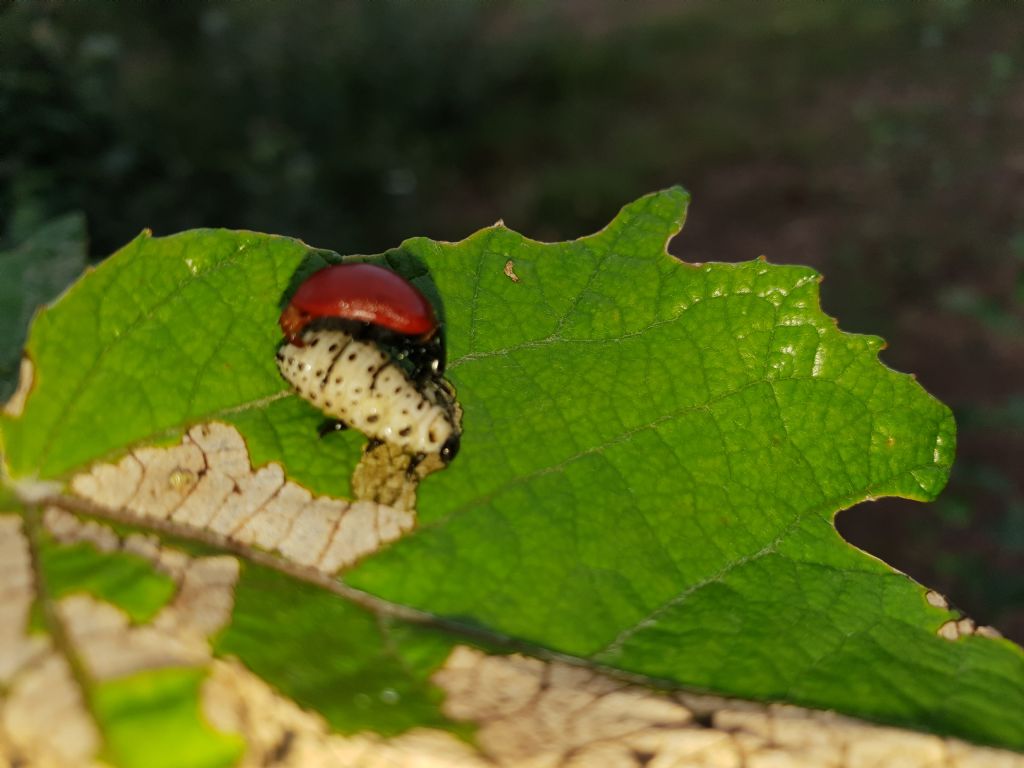 Strano comportamento di un Chrysomelidae. 